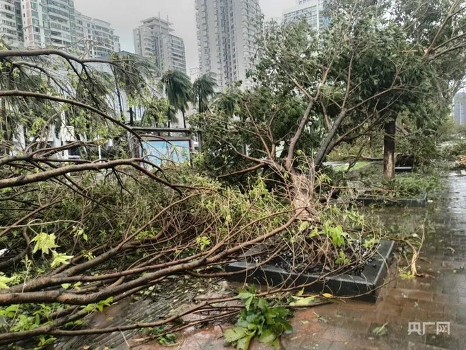 Tại Hải Nam với sức gió giật mạnh, bão đã làm bật gốc hàng loạt cây cối. 