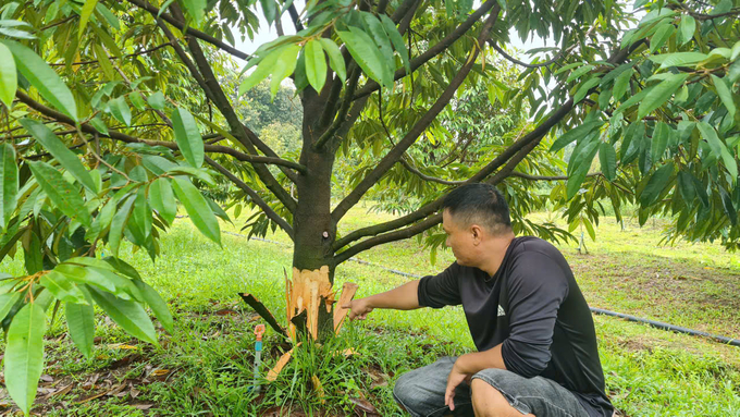 Nhiều gốc sầu riêng bị phá hoại. Ảnh: V.T.