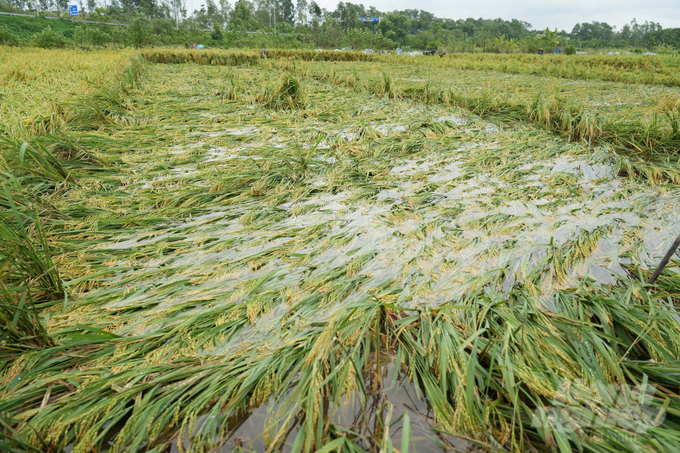 Cánh đồng lúa ở xã Phù Lỗ (huyện Sóc Sơn) bị đổ rạp trong nước. Ảnh: Hùng Khang.