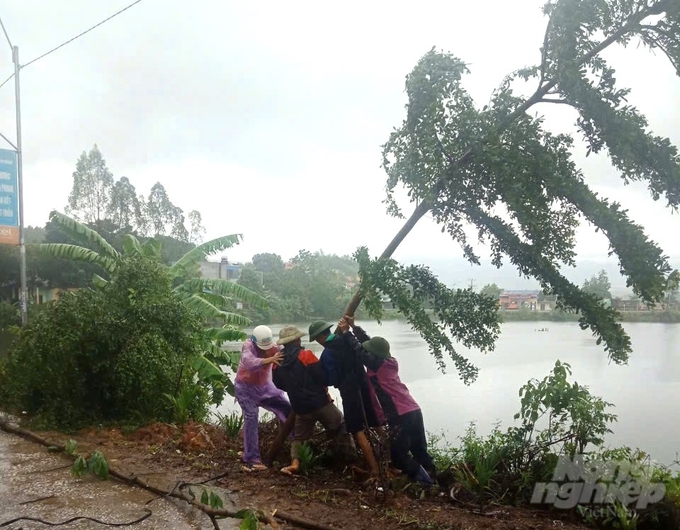 Một số người dân đang nỗ lực trồng lại cây xanh ven đường bị đổ gãy, nhằm hạn chế tối đa thiệt hại và hi vọng màu xanh sẽ trở lại sau khi cơn bão đi qua. 