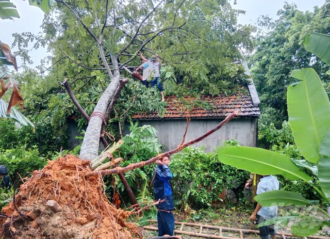 Sau khi cơn bão đi qua, chính quyền địa phương của tỉnh Tuyên Quang đã huy động lực lượng hỗ trợ cùng với nhân dân chủ động các biện pháp khắc phục hậu quả do thiên tai gây ra. Tuy nhiên do ảnh hưởng quá nặng nề, nên công tác khắc phục mất khá nhiều thời gian.