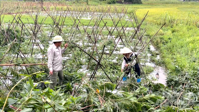 Gần 300ha rau màu tại huyện Sơn Dương bị hư hỏng nặng, nhiều diện tích gần như không thể khắc phục được sau khi cơn bão đi qua. 