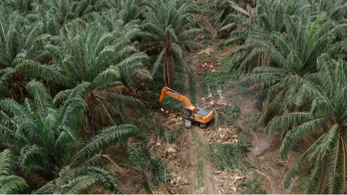 An excavator topples a palm tree in a plantation in Kalimantan. Indonesia is the world’s biggest palm oil producer. 