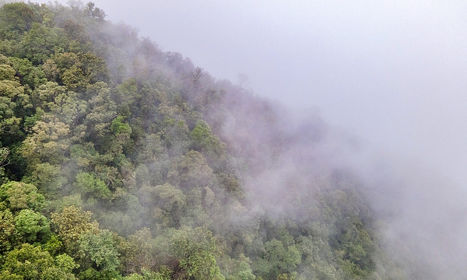 Bach Ma National Park has a total area of ​​37,000 hectares and will be recognized as an ASEAN Heritage Park in 2022. Photo: Linh Pham/WB.