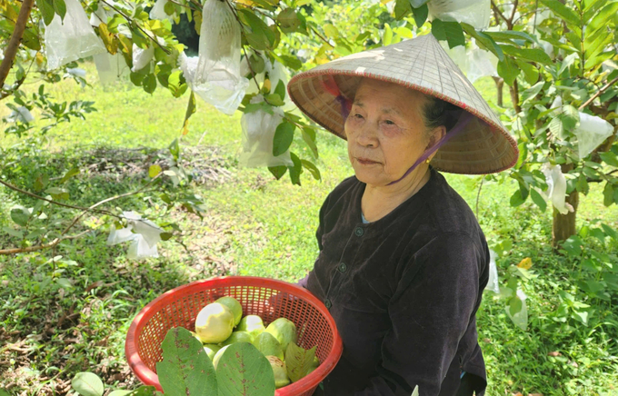 Cái hay của mô hình trồng ổi lê là phát huy được giá trị của người già tại khu vực vùng cao. Ảnh: Việt Khánh.