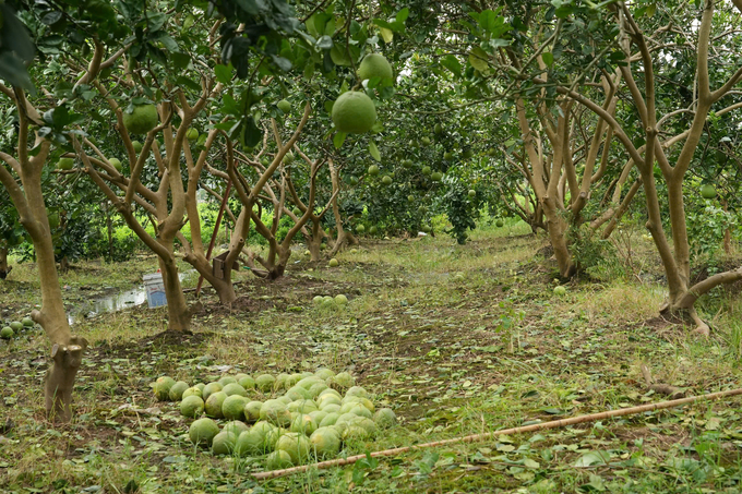 Những vườn bưởi Diễn bị rụng la liệt sau bão, nhà vườn thiệt hại nặng nề. Ảnh: Hùng Khang.