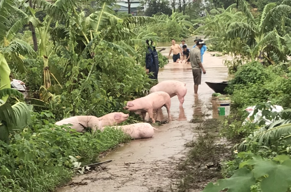 Hình ảnh cập nhật tình hình ngập vùng đất bãi ngoài đê sông Hồng trên địa bàn xã Phương Đình, huyện Đan Phượng, Hà Nội. Hiện nước mới ngập đến chân đê phía ngoài sông Hồng.