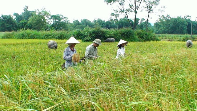 For any new initiative to be successful, there must be a strong enough incentive to motivate farmers to adopt new practices. Photo: Ricolto. 