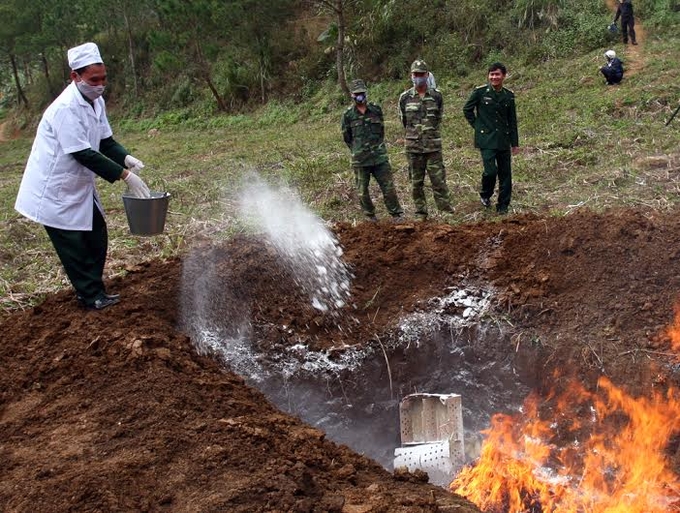 Thu gom và tiêu huỷ xác động vật chết bằng hình thức chôn, đốt.