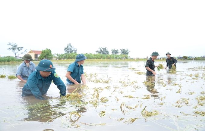 Dân quân xã Cổ Đô phối hợp với các đơn vị quân đội gặt lúa giúp nhân dân.