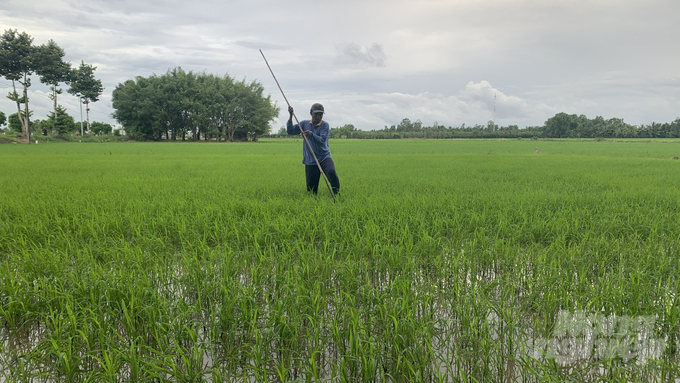 Nông dân đang dặm lại ruộng lúa bị ảnh hưởng do mưa lớn. Ảnh: Hồ Thảo.