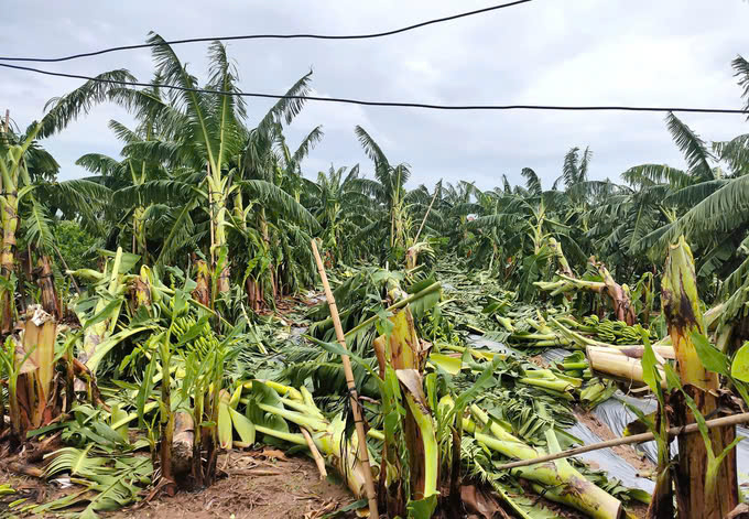 Banana growing areas in the northern provinces were severely damaged by storm No. 3. Photo: Pham Hieu.