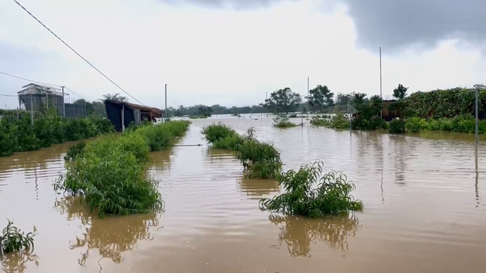 Diện tích trồng đào của người dân Tứ Liên ngập sâu trong nước. Ảnh: Thảo Phương. 