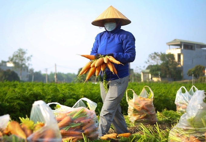 Bộ NN-PTNT chỉ đạo rà soát, chỉnh sửa, bổ sung hoặc xây dựng mới các tiêu chuẩn, quy chuẩn liên quan đến sức khỏe đất. Ảnh: Minh họa.