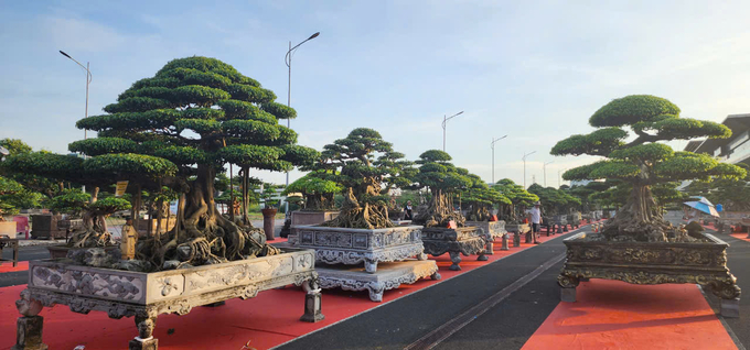 Những tác phẩm sinh vật cảnh tại Festival. Ảnh: Ban tổ chức.