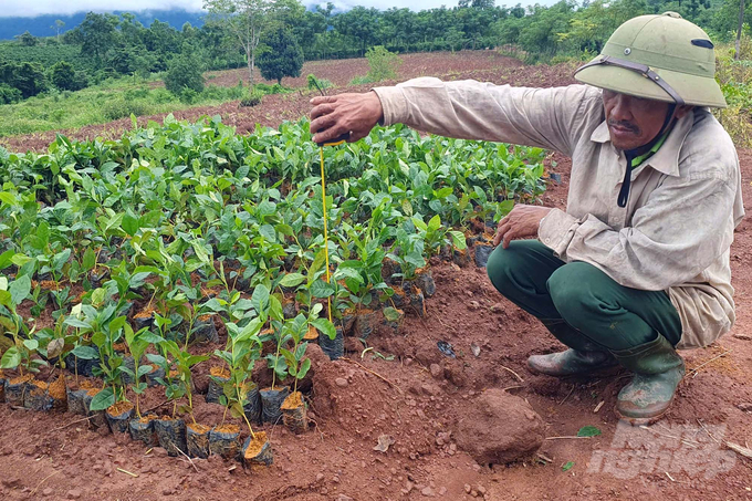 Nhưng trong báo cáo, Công ty Tân Thành khẳng định mình đã cung cấp giống cây trồng 'đúng chủng loại, đạt yêu cầu kỹ thuật. Ảnh: Võ Dũng.