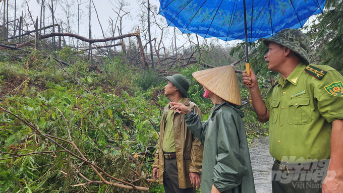 Khu rừng thông được nhiều thế hệ kiểm lâm qua các thời kỳ gìn giữ, thậm chí những người dân sống gần khu vực rừng cảm thấy đau lòng và xót xa khi sau nhiều giờ bão càn quét, nơi đây chỉ còn sự hoang tàn. Ảnh: Nguyễn Thành.