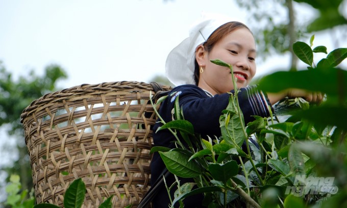 Vietnam's tea industry has great potential and room, but its value is still low, and it has not yet built a big brand in the international market. Photo: VAN.