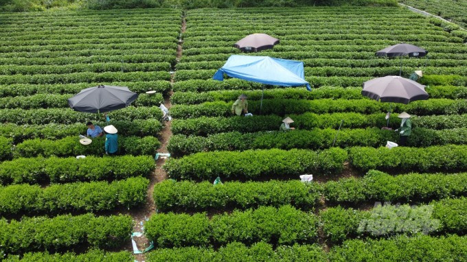 Production linkages in Vietnam's tea industry currently still have many limitations. Photo: VAN.