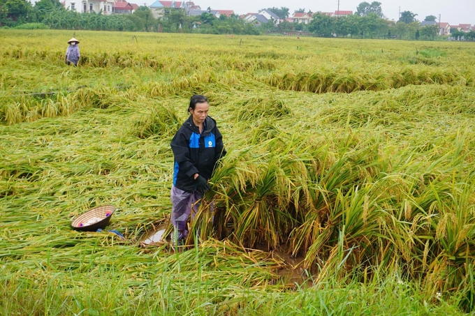 Bà Nguyễn Thị Văn ở khu 12, xã Bản Nguyên (huyện Lâm Thao, Phú Thọ) buộc lại lúa bị đổ ngã sau bão số 3 với hi vọng vớt vát được phần nào. nong duoc viet nam