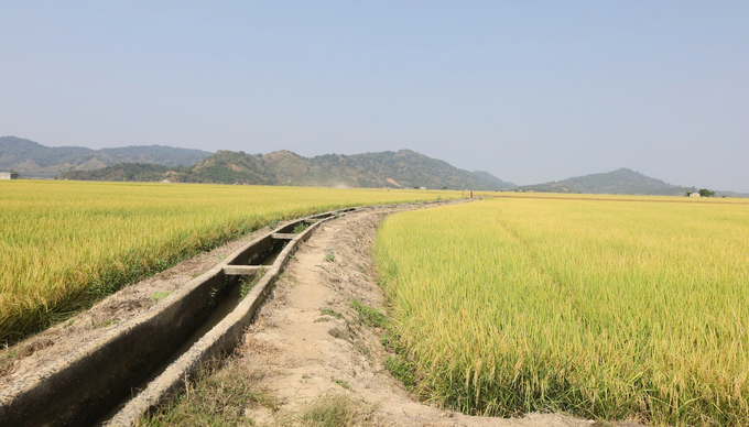 Dak Lak has a large rice area, suitable for implementing emission reduction production. Photo: Quang Yen.