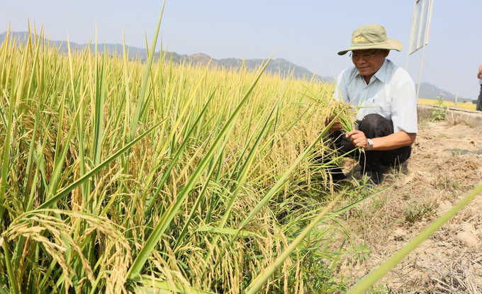 Net Zero Carbon JSC commits to purchasing USD 20 per 1 ton of CO2e. Photo: Quang Yen.