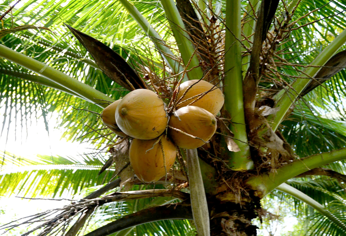 Fresh coconut exports currently account for 20 to 25% of the country’s total coconut export value. Photo: Nguyen Thuy.