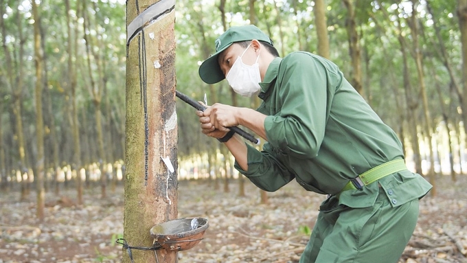 Cập nhật giá cả thị trường cao su hôm nay 11/9/2024