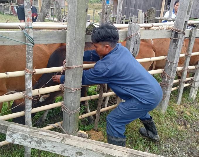 Khó khăn, vất vả nhưng mức thu nhập chưa tương xứng với các cán bộ thú y cơ sở. Ảnh: Tuấn Anh.