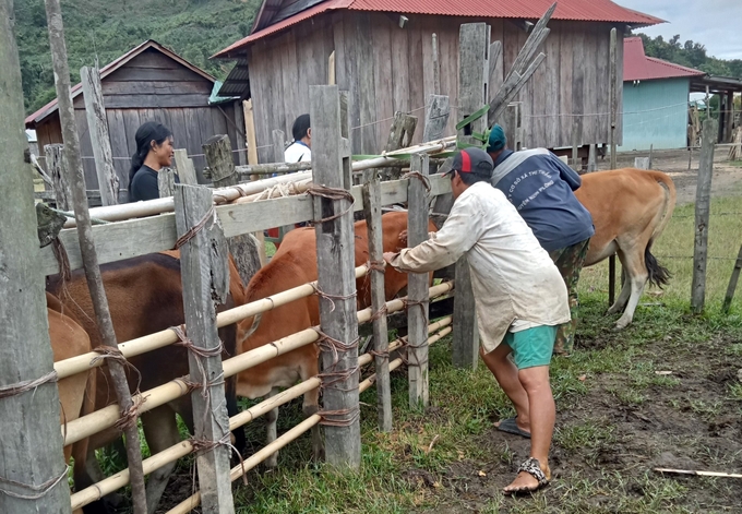 Vùng đồng bào dân tộc thiệu số, ý thức về chăn nuôi còn hạn chế khiến công tác tiêm phòng bệnh của cán bộ thú y gặp nhiều khó khăn. Ảnh: Tuấn Anh.