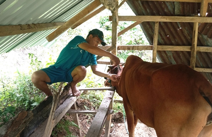 Cán bộ thú y cơ sở luôn đối diện với nguy hiểm khi đi tiêm phòng trên đàn vật nuôi. Ảnh: Tuấn Anh.