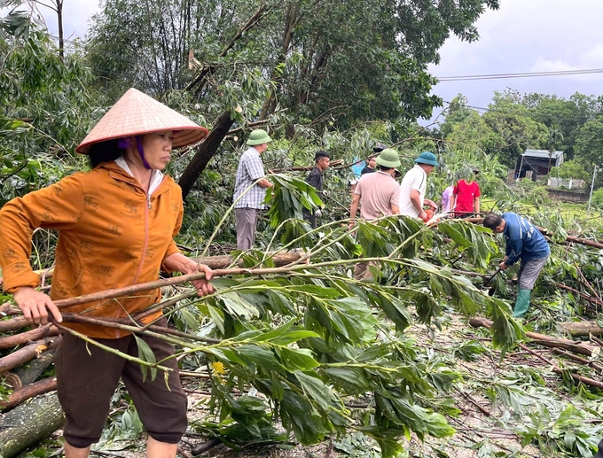 Bão số 3 đã khiến nhiều diện tích rừng trồng của người dân bị gãy đổ, thiệt hại rất lớn. Ảnh: Đào Thanh.