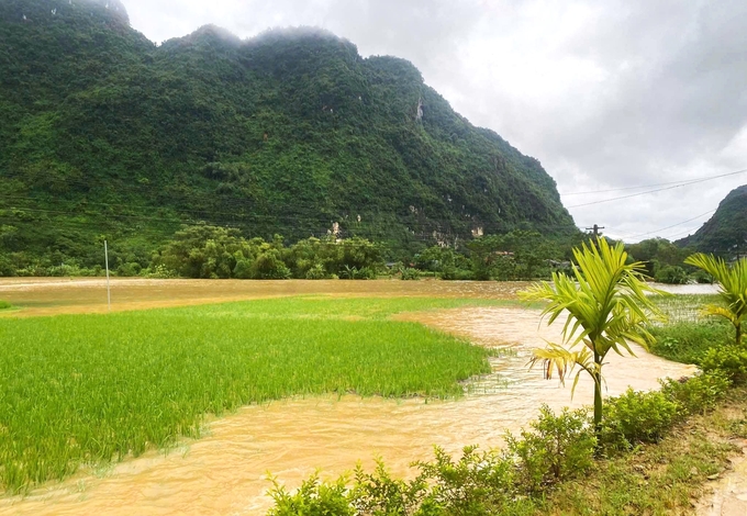 Hơn 7.300ha lúa, hoa màu tại Thái Nguyên bị thiệt hại do mưa lũ, ngập úng. Ảnh: Quang Linh.