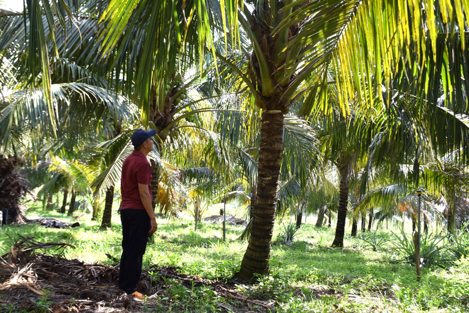 Fresh coconuts for drinking in Binh Dinh have a great opportunity to be officially exported to China. Photo: V.D.T.