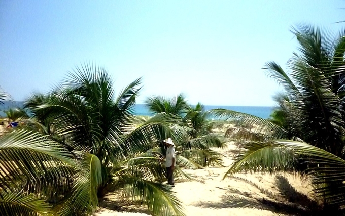 Currently, Binh Dinh has nearly 3,000 hectares of drinking coconut. Photo: V.D.T.