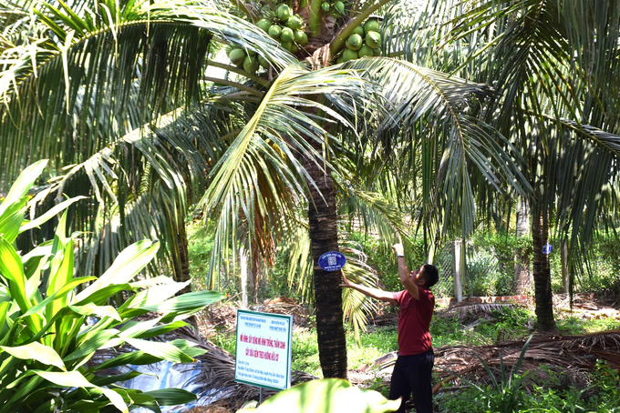 The coconut garden of Luu Anh Vu in Tung Chanh village, Cat Hiep commune (Phu Cat district) has been granted a growing area code by the competent authority. Photo: V.D.T.