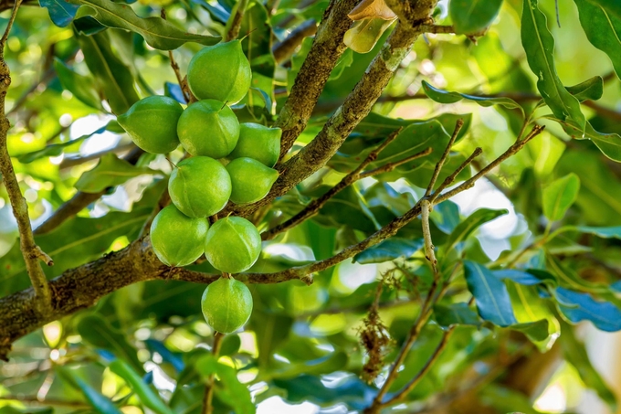 Mắc ca là loại cây trồng mới, có giá trị kinh tế cao. Ảnh: Trương Hồng.