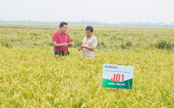 Ông Trần Quốc Toản, Phó Giám đốc Chi nhánh Ba Vì thuộc Vinaseed (bên trái) trao đổi về quá trình chăm sóc lúa J01 với anh Nguyễn Khắc Thưởng. Ảnh: Hồng Thắm. 