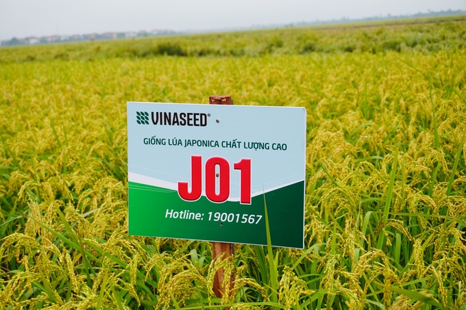 Japonica J01 là giống lúa do Vinaseed giữ bản quyền sản xuất, kinh doanh. Ảnh: Hồng Thắm.