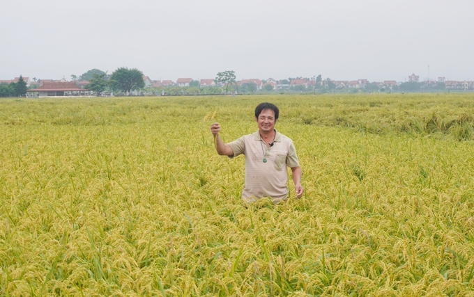 Niềm vui của anh Nguyễn Khắc Thưởng (khu 9, xã Bản Nguyên) khi ruộng lúa 1ha trồng thử nghiệm giống lúa Japonica J01 của gia đình mình vẫn vững vàng vượt bão. Ảnh: Hồng Thắm. 