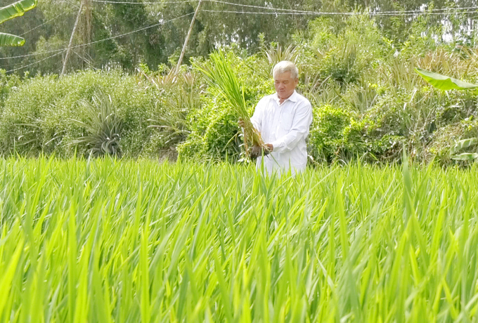 Ở huyện Tam Nông còn hình thành những vùng chuyên canh sản xuất theo hướng hữu cơ, sinh thái, tuần hoàn và thích ứng với biến đổi khí hậu. Ảnh: Lê Hoàng Vũ.