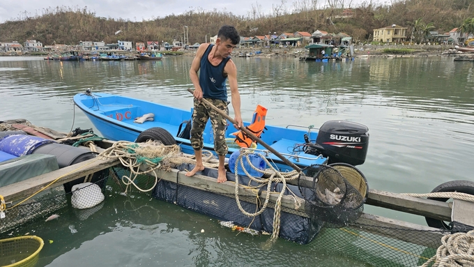 Người dân nuôi trồng thủy sản trên đảo Thắng Lợi (huyện Vân Đồn) đang vớt cá chết trong lồng bè sau cơn bão số 3. Ảnh: Vũ Cường