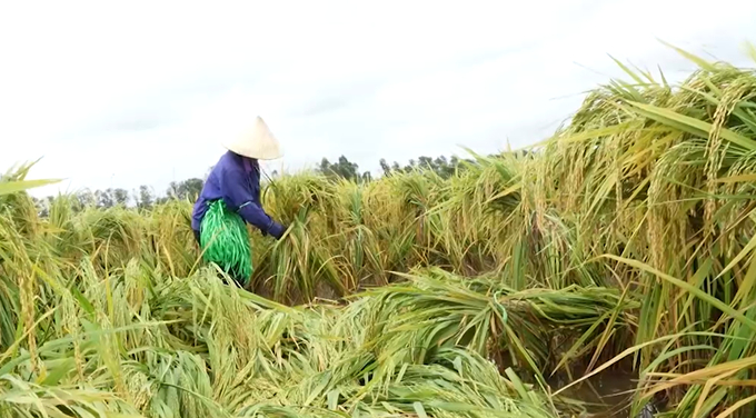 Hiện nay, các trà lúa tại các tỉnh ĐBSH đang ở giai đoạn trỗ bông, chín sữa đến chắc xanh, do đó, dù bị ngập một phần, cây lúa vẫn có thể chống chịu được. Ảnh: Hùng Khang.