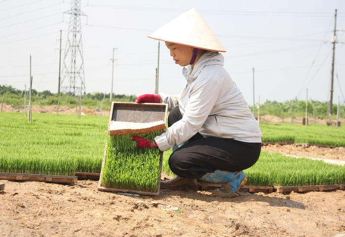 Không được chuyển đổi cơ cấu cây trồng, vật nuôi trên đất trồng lúa tại vùng quy hoạch trồng lúa có năng suất, chất lượng cao. Ảnh: Trung Quân.