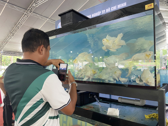 In the first 8 months of 2024, Ho Chi Minh City's ornamental fish export turnover reached USD 8.94 million. Photo: Nguyen Thuy.