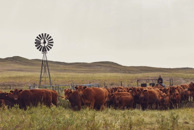 Flying Diamond Beef is a prominent ranch in Nebraska. Photo: FDB.