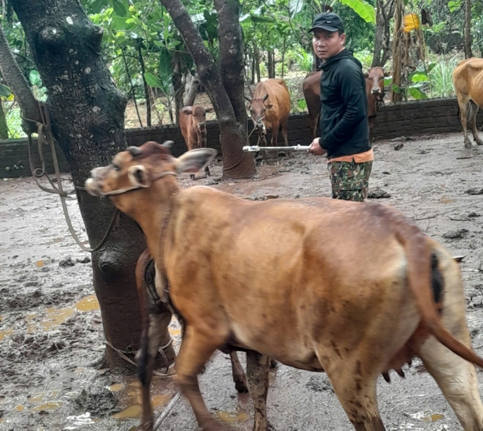 Với những con bò hung hãn, phải buộc chúng vào gốc cây, dùng cây tiêm nối dài mới tiêm được. Ảnh: Đ.L. 