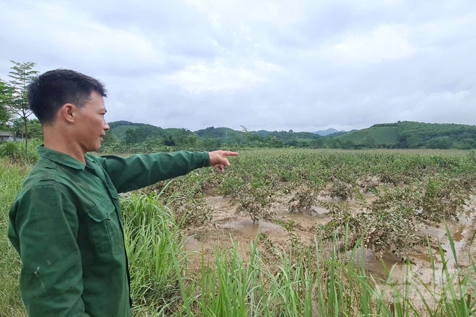 Anh Vũ Minh Thư (thôn Bình Ca 1, xã Tứ Quận, huyện Yên Sơn) bên vườn ổi lấm lem bùn đất sau khi lũ rút. Ảnh: Đào Thanh.