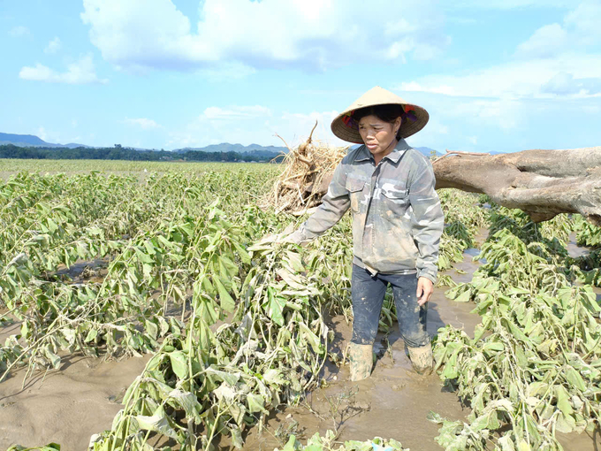 Bà Yến (thôn Quyết Tiến, xã Y Can, Trấn Yên) xót xa bên ruộng dâu bị bão lũ hủy hoại. Ảnh: Thanh Tiến.