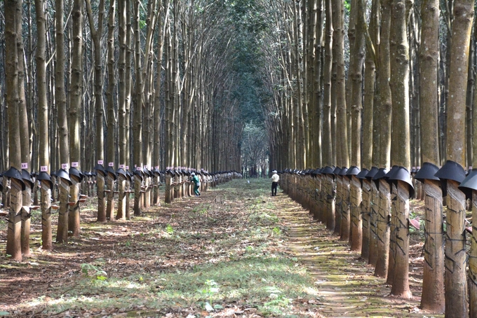 Rubber is one of Vietnam's main export items. Photo: Tuan Anh.